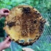Rähmchen Trogbeute