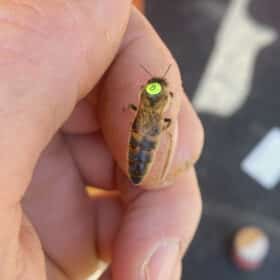 Carnica Reinzuchtkönigin 2023