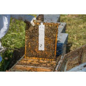 CALISTRIP BIOX Oxalsäurestreifen 10 Stk.