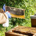 Oxuvar 5,7% 41.0 mg/ml Konzentrat - 1000 g – Bild 2