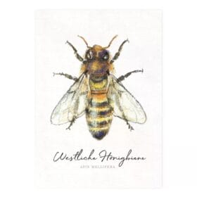 Postkarte Westliche Honigbiene