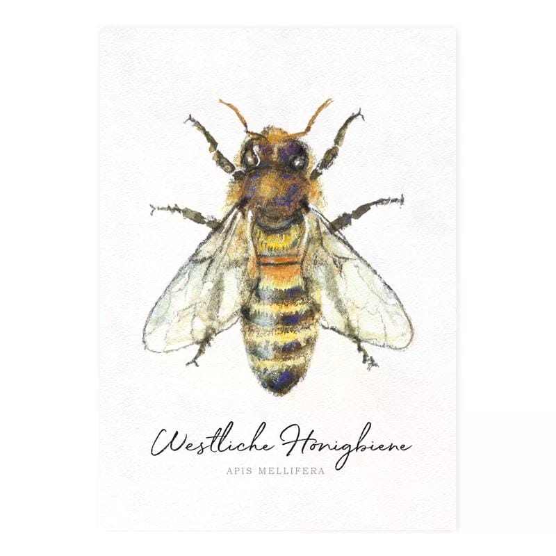Postkarte Westliche Honigbiene