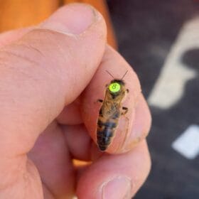 Carnica Reinzuchtkönigin